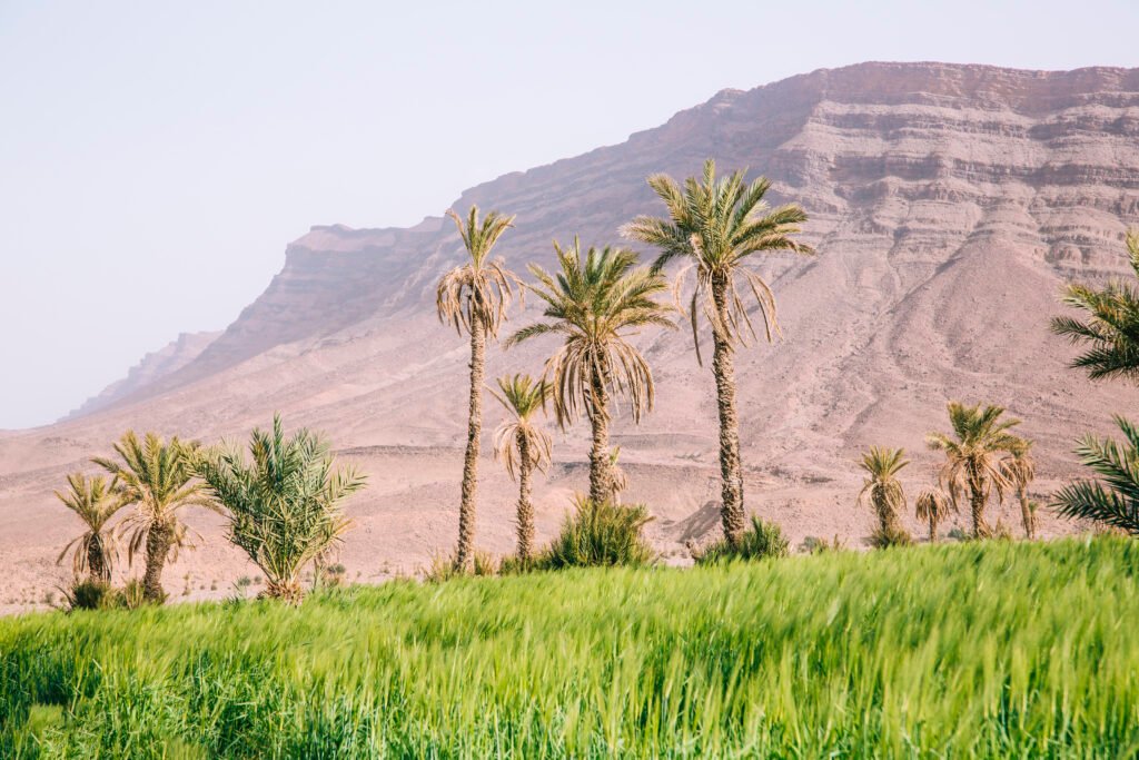 Oasis en el Valle del Draa en Marruecos