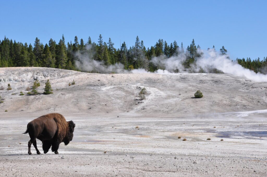Un bisonte camina en una zona de géisers en el Parque Nacional de Yellowstone
