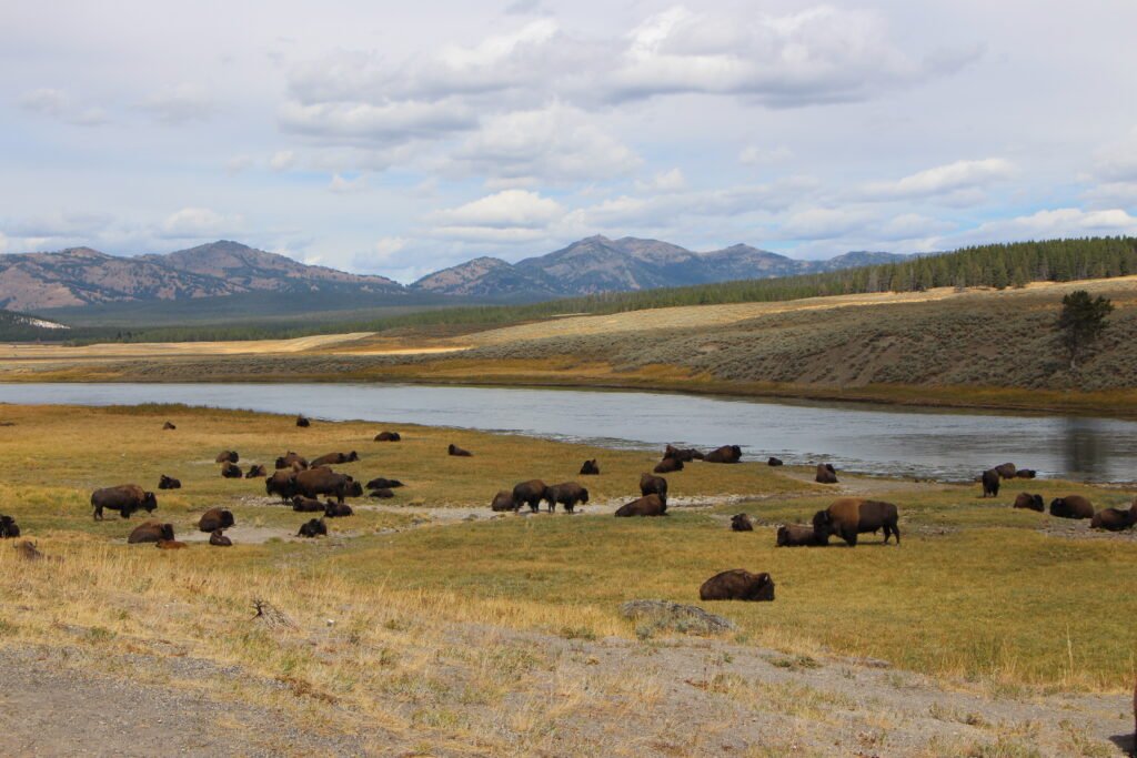 La pradera de Hayden Valley repleta de bisontes